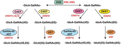 An Overview of in vivo Functions of Chondroitin Sulfate and Dermatan Sulfate Revealed by Their Deficient Mice